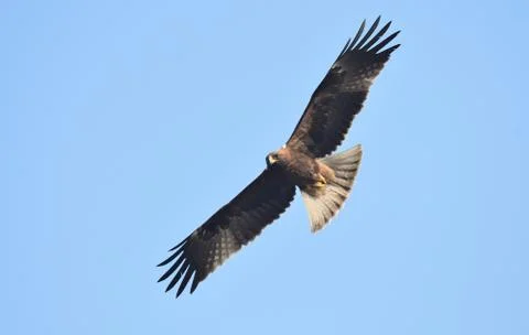 Booted eagle in flight Stock Photos