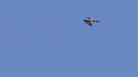 Booted Eagle Fly In Blue Sky, Looking For a Prey - Tracking Stock Footage 240835284