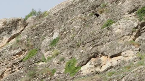 Booted eagle flying past the cliffs of nesting doves against a blue sky. Stock Footage 333784078
