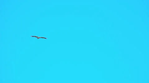 Booted Eagle flying in slow motion - separated on blue screen. Stock Footage 155163561
