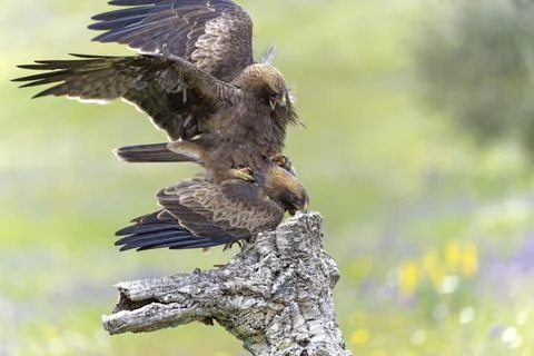 Booted Eagle Hieraaetus pennatus Copula Extremadura Spain Europe Foto stock