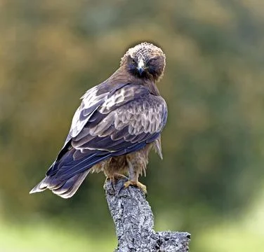 Booted Eagle Hieraaetus pennatus on a dead tree Extremadura Spain Europe Foto stock