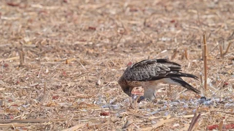 Booted Eagle (Hieraaetus pennatus) Stock Footage 318001573