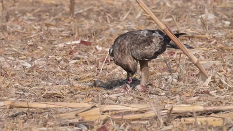 Booted Eagle (Hieraaetus pennatus) Stock Footage 318001602