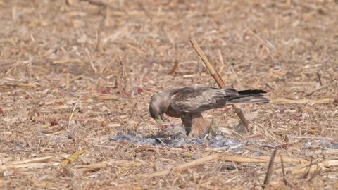 Booted Eagle (Hieraaetus pennatus) Stock Footage 318001677