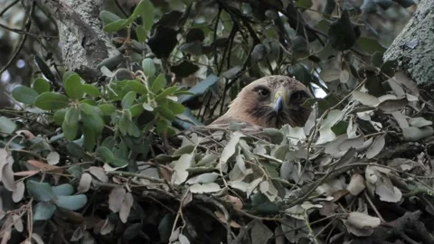 Booted eagle, Hieraaetus pennatus, nest, Spain Stock Footage 171297709