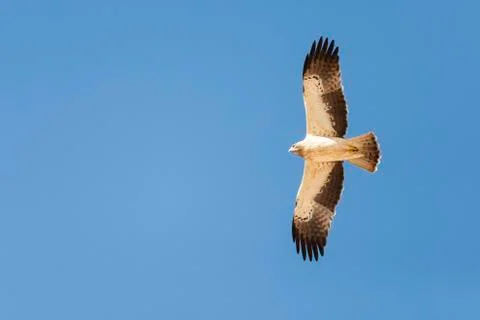Booted Eagle, Hieraaetus pennatus Foto stock