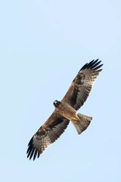 Booted Eagle, Hieraaetus pennatus Foto stock