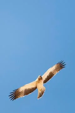 Booted Eagle, Hieraaetus pennatus Foto stock