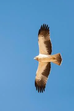 Booted Eagle, Hieraaetus pennatus Foto stock