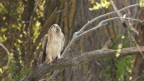 Booted eagle, Hieraaetus pennatus, Spain Stock Footage 234302919