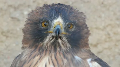 Booted eagle, Hieraaetus pennatus, Spain, Aguila calzada Stock Footage 234303063