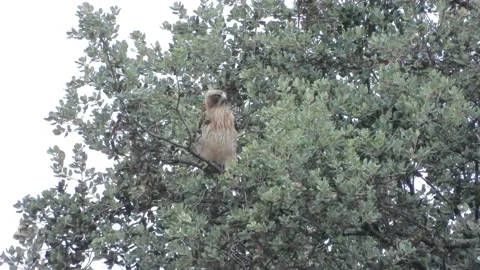 Booted eagle, Hieraaetus pennatus, Spain, Aguila calzada Stock Footage 234303216
