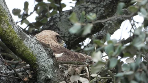 Booted eagle, Hieraaetus pennatus, Spain, Aguila calzada Stock Footage 234303240