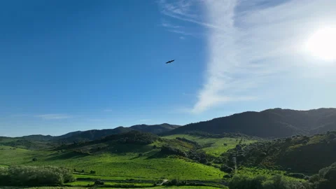 Booted Eagle or Hieraaetus pennatus in flight over spanish landscape Stock Footage 179444318