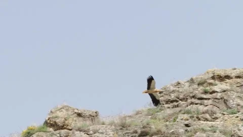 Booted Eagle or Hieraaetus pennatus in elegant flight over Spanish landscape in Stock Footage 333488213