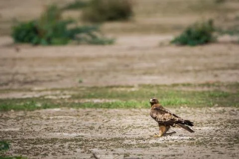 Booted eagle or Hieraaetus pennatus portrait with a Spiny-tailed lizard kill Foto stock
