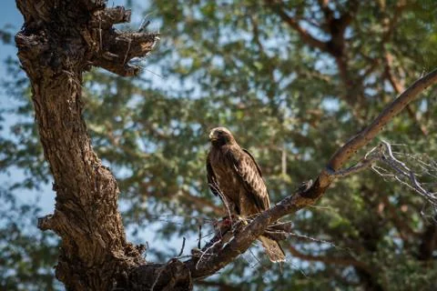 Booted eagle or Hieraaetus pennatus portrait with a Spiny-tailed lizard kill Foto stock