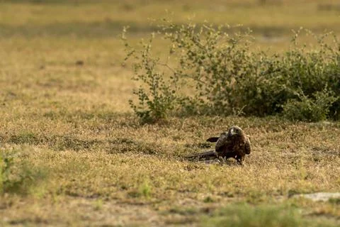 Booted eagle or Hieraaetus pennatus with a Spiny tailed lizard kill in claws Foto stock