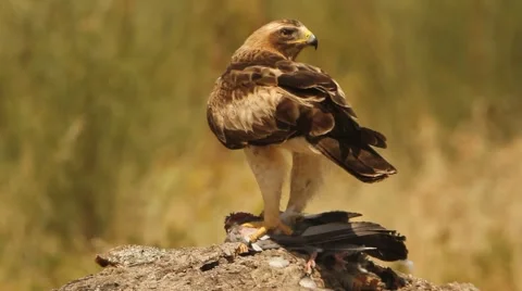 Booted eagle pale morph Stock Footage 55262990