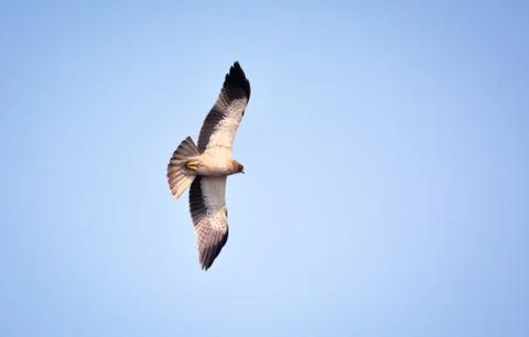 Booted eagle pale morph Stock Photos