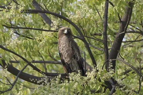 Booted eagle perched on a flowering neem tree in Bhigwan, Maharashtra, India Stock Photos