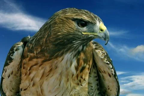 Booted Eagle Foto stock