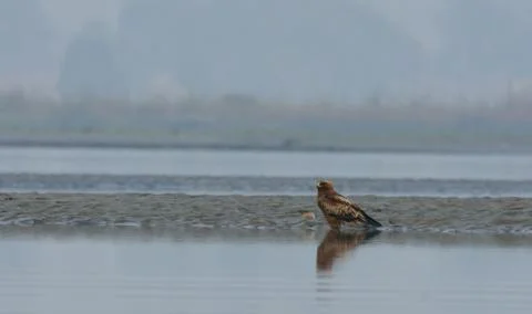 Booted eagle Stock Photos