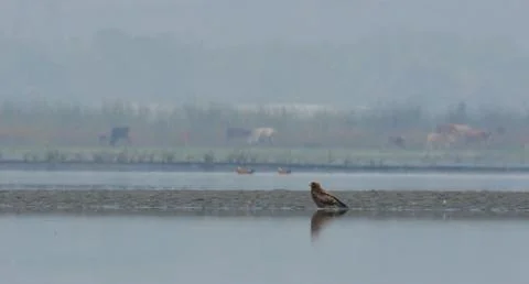 Booted eagle Stock Photos