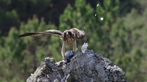 Booted eagle with prey on rocky outcrop Stock Footage 246522296