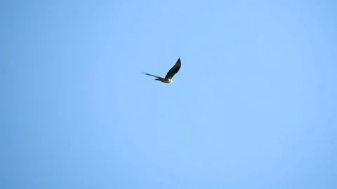 Booted Eagle Soaring And Flapping In Blue Sky Stock Footage 222012713