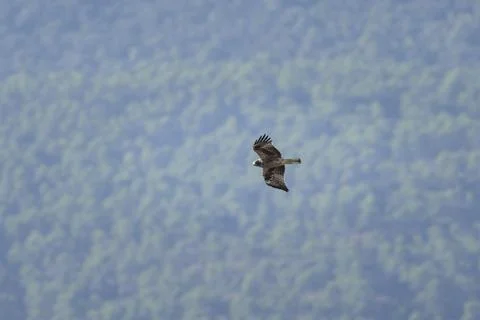Booted Eagle Soaring Over the Forest Canopy in Its Natural Habitat Stock Photos