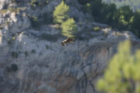 Booted Eagle Soaring Past a Rocky Cliff in Its Mountain Habitat Stock Photos