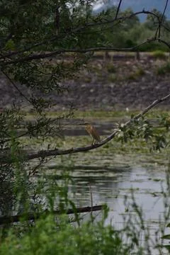 Booted eagle standing on a tree near a lake  库存照片