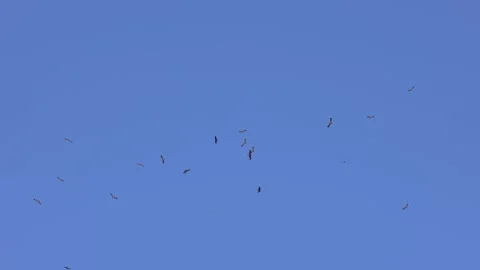 Booted eagles flock in migration Stock Footage 322568235