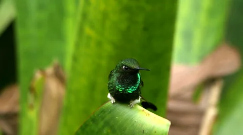 Booted Racket-tail Displays Shaky-shaft Syndrome 스톡 동영상 62913440