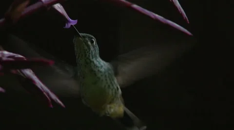 Booted racket-tail, female hummingbird. Stock Footage 44105826