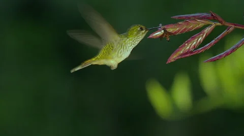Booted racket-tail, female hummingbird. Stock-Footage 44116103