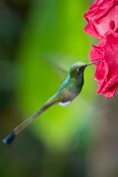 Booted Racket-tail Hummingbird -Mindo Cloud Forest in Ecuador Stock Photos
