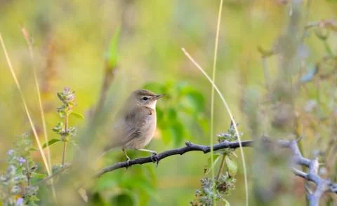 Booted warbler resting in a branch Stock Photos
