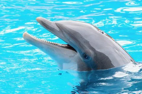 Bootlenose dolphin on the blue surface smiling Foto stock