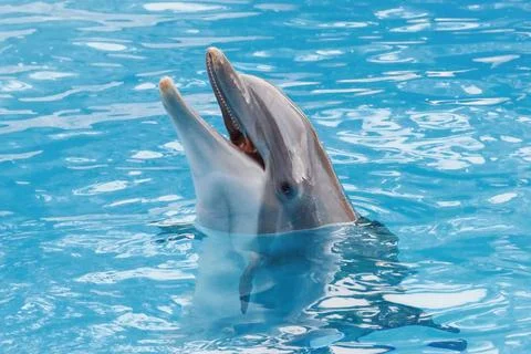 Bootlenose dolphin on the blue surface smiling Stockfoto's