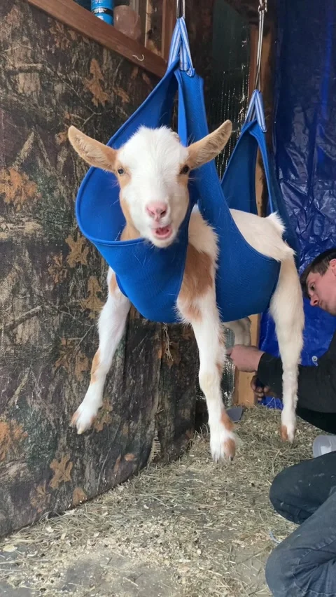 Boots the Goat Hanging Out While Getting Hoofs Trimmed, WEST BARNSTABLE - 13 Apr Stock Footage 241856488