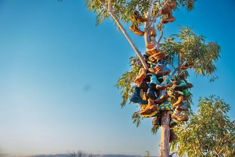 Boots hanging on eucalyptus tree in australian outback Stock Photos