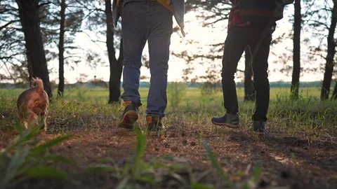Boots step across pine-covered ground. Hikers follow forest trail among trees Video stock 318445659