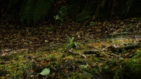 Boots Walking On Forest Path Stock Footage 91184546