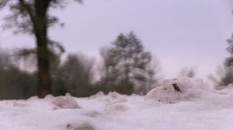 Boots walking through snow on ground 스톡 동영상 10683955