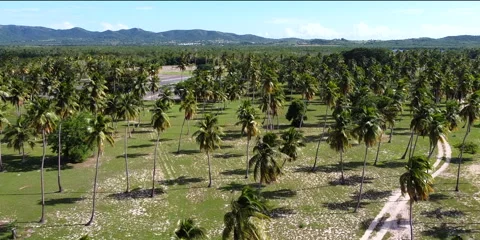 Boquerón, Cabo Rojo-Palmas Stock Footage 143350889