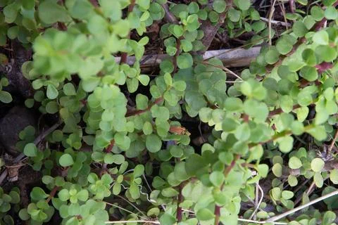 BOR 4975-1 Stock Photos