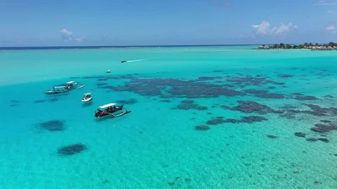 Bora Bora Coral Garden Stock Footage 126805083